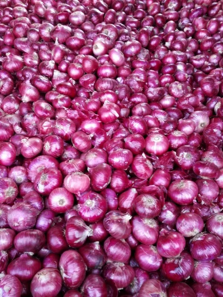 Red Onions